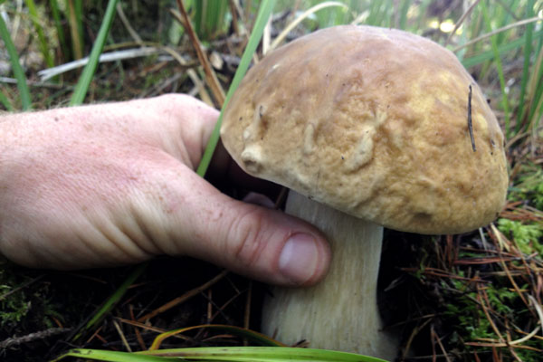Mushroom hunting on the Oregon Coast