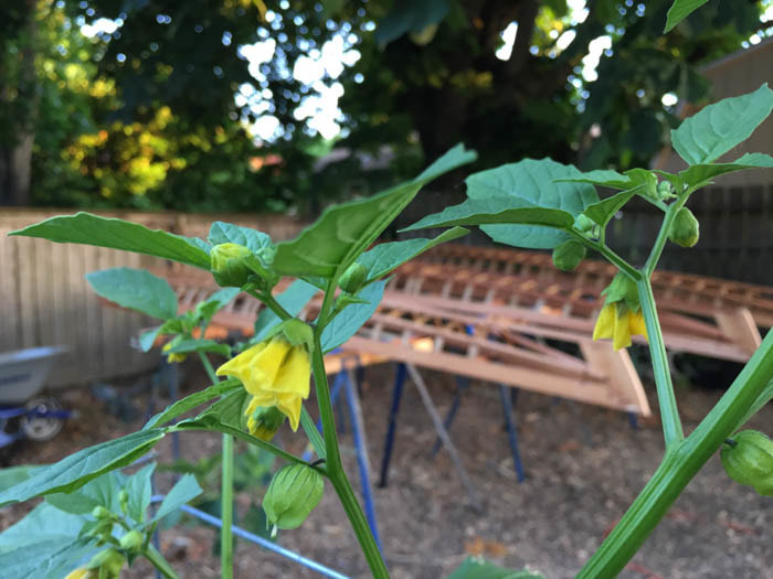 kayak building in the garden