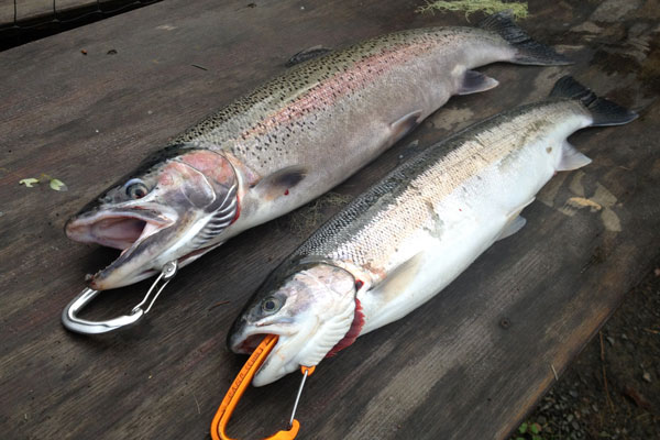 Steelhead fishing by kayak